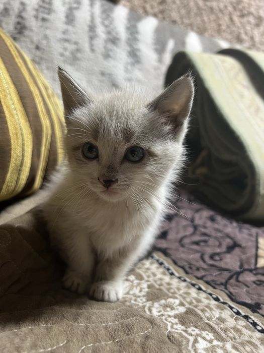 Отдадим котенка мальчик сиамский