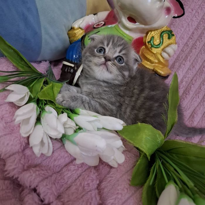 Вислоухие котята