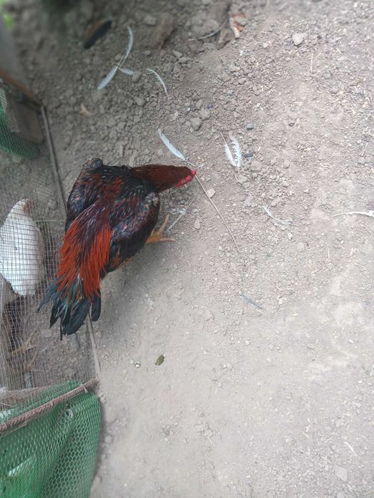 Dakan O SHamo imperia