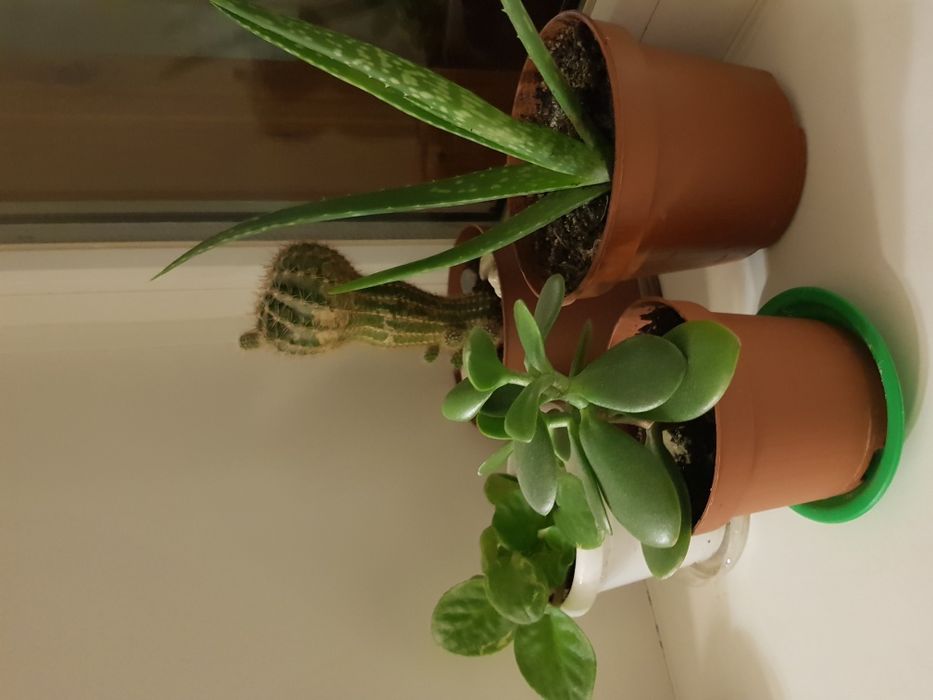 Кактусы  для дома