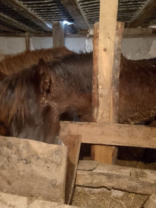 Крупный тай на откорме