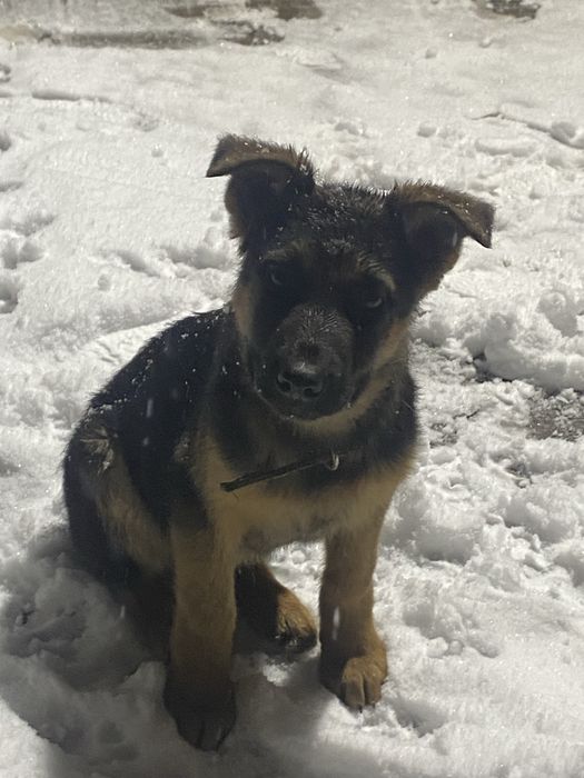 Щенок немецски овчарка