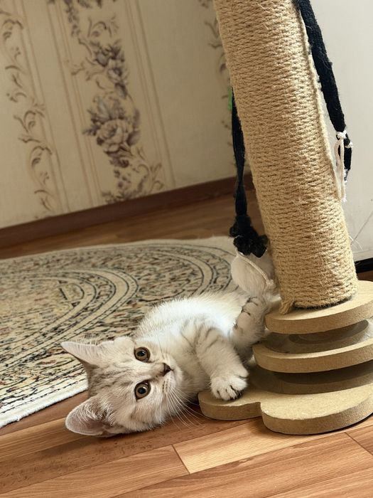 продается девочка скоттиш фолд 2мес