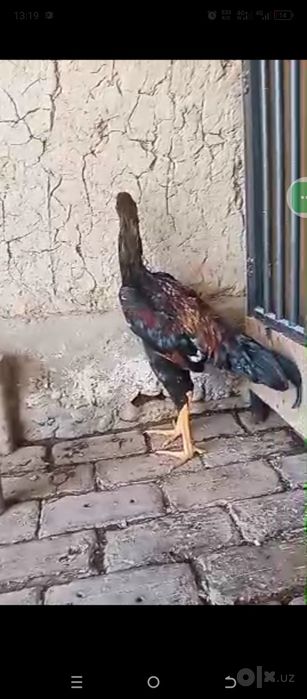 Juja sotiladi bimalol juqiwtirib ovurasila joy buwatwga