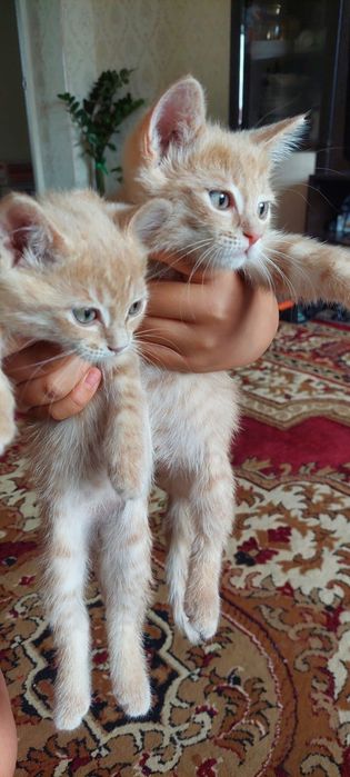 Рыжие котенки мальчики