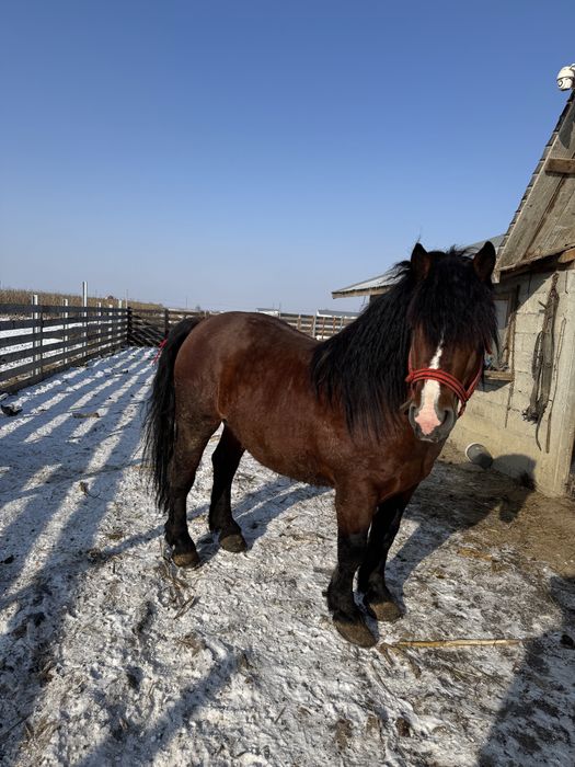 Vand armasar semigreu