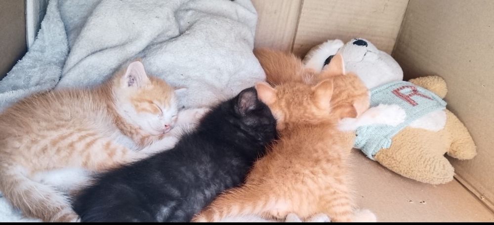 Самые булочки- котятки