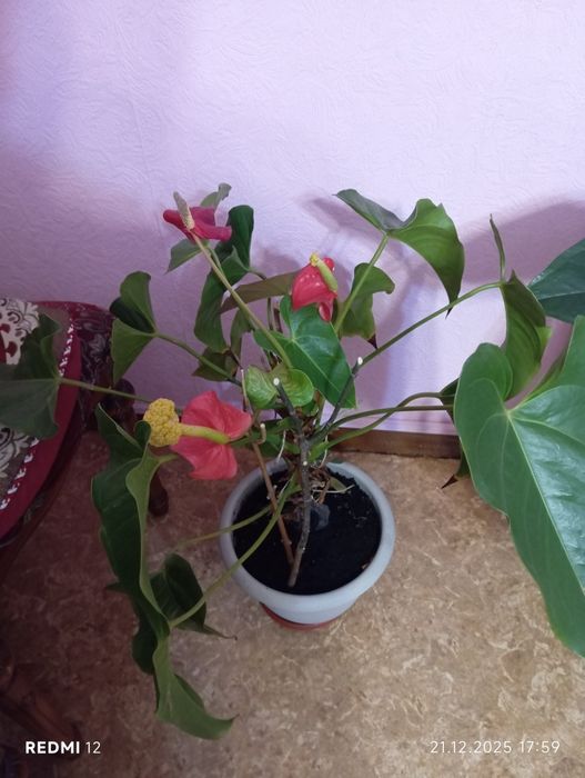 Продам цветы комнатные