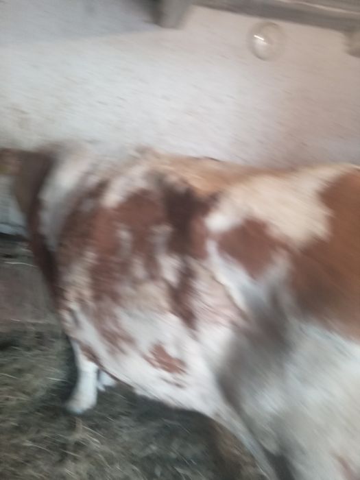 Vând vaca  sterpa de 5 Ani