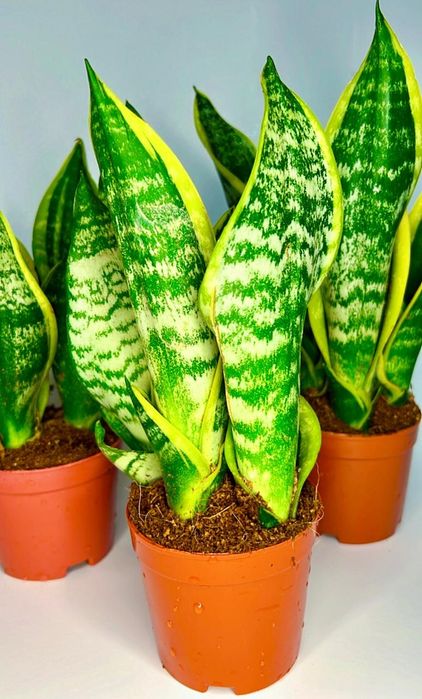 Сансенвиерия Футура Суперба