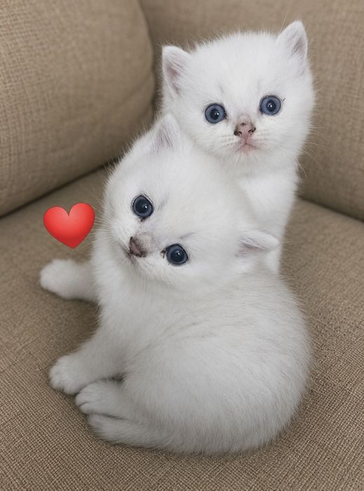 Продам котят голубоглазой шиншиллы