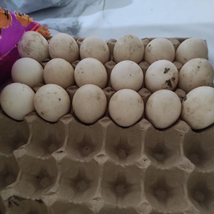 Яйца на инкубацию