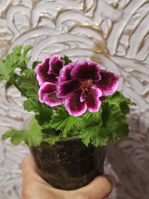 Цветы королевская герань