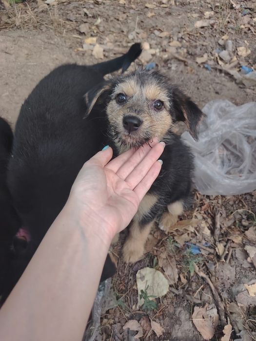 Отдаём щенков срочно.