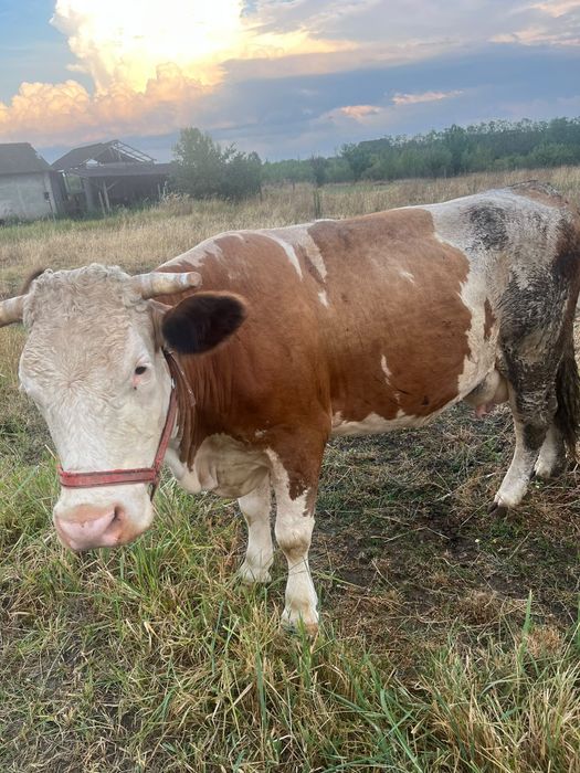 Vând vaca de lapte bălțată gestanta și un vițel