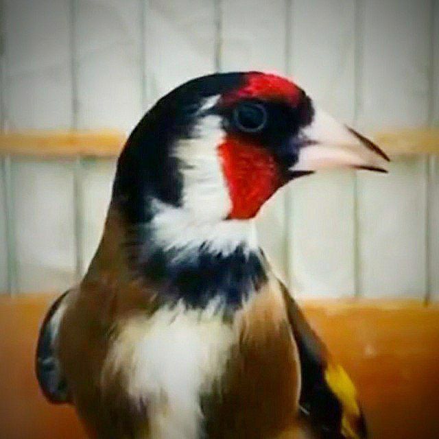 kokil norchi sotiladi