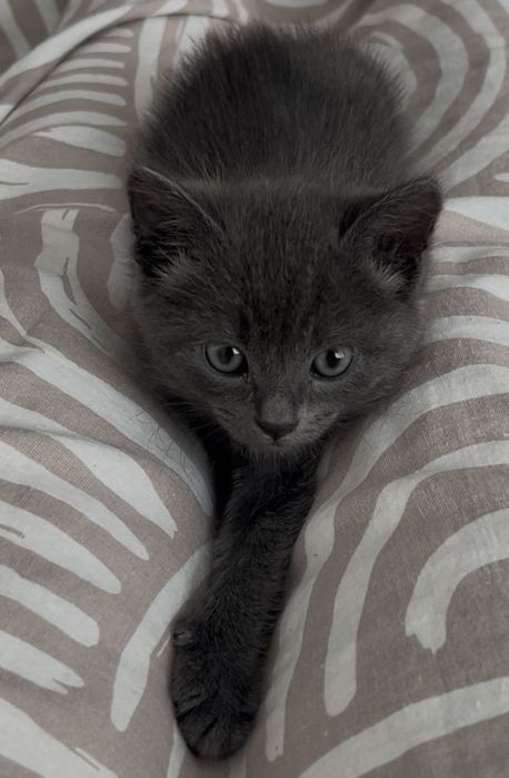 Котята домашние !!!