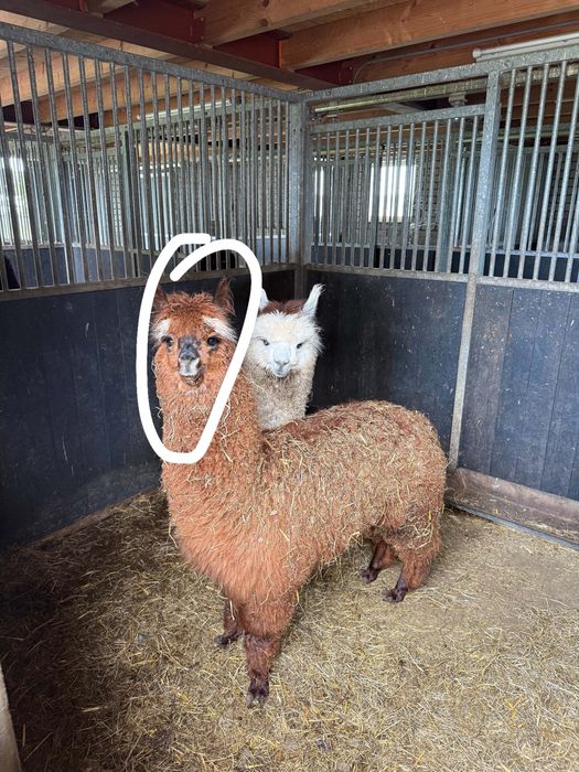 Vand sau schimb pereche alpaca