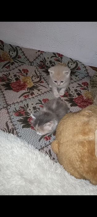 Прекрасные чудные котята