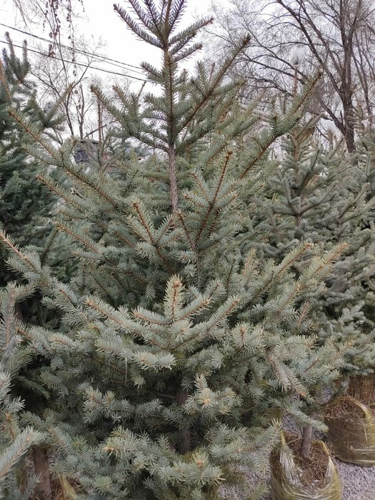 Голубая ель в Алматы