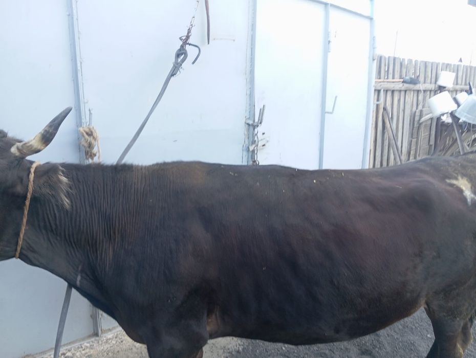 Продам корову на откорме