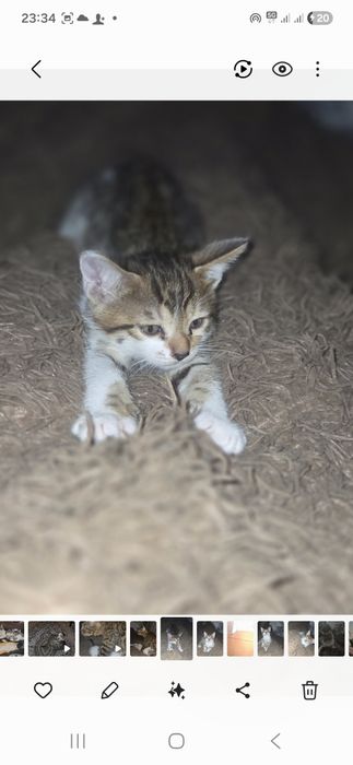Ищем добрые руки для котенка