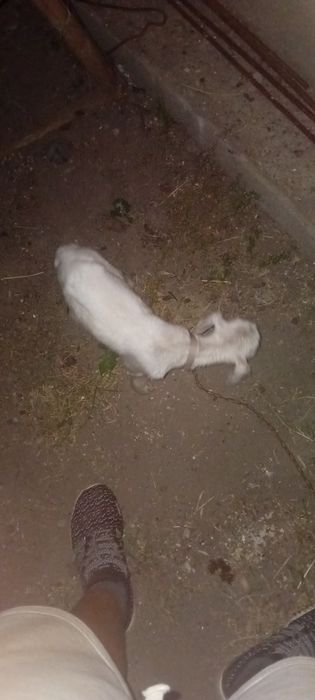 Vând ied pt biberon