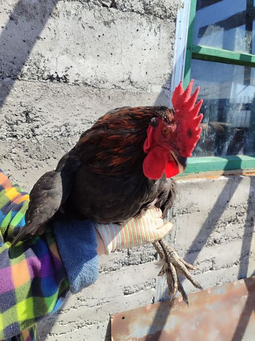 Молодые шестимесячные петухи