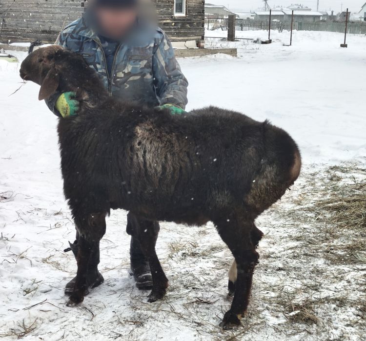 Продам гиссарского барана