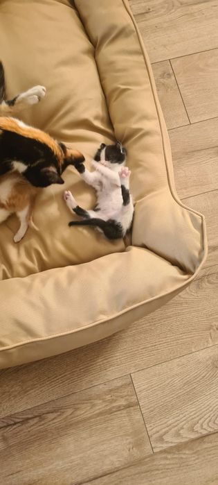 Donez pui de pisică 2 luni
