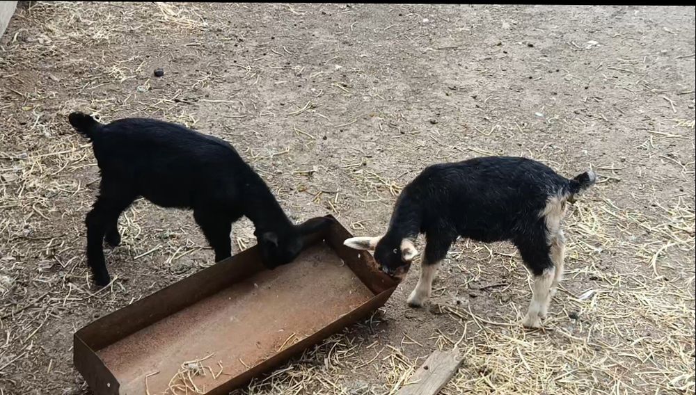 Сүтті ешкілер сатылады