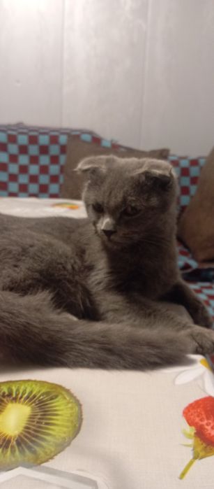 Mudhu sotladi scottish fold