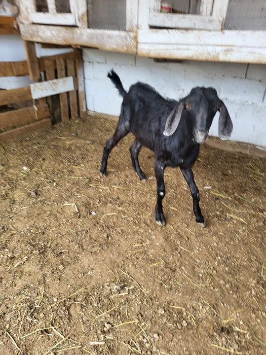 Сатамын теке 55000