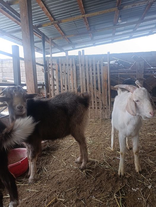 Теке және ешкілер шыбыштар сатылады.