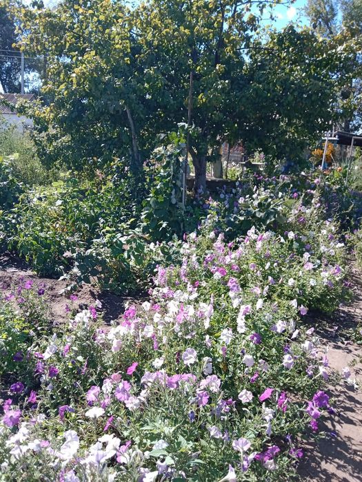 Продаётся дача на берегу реки Чаган