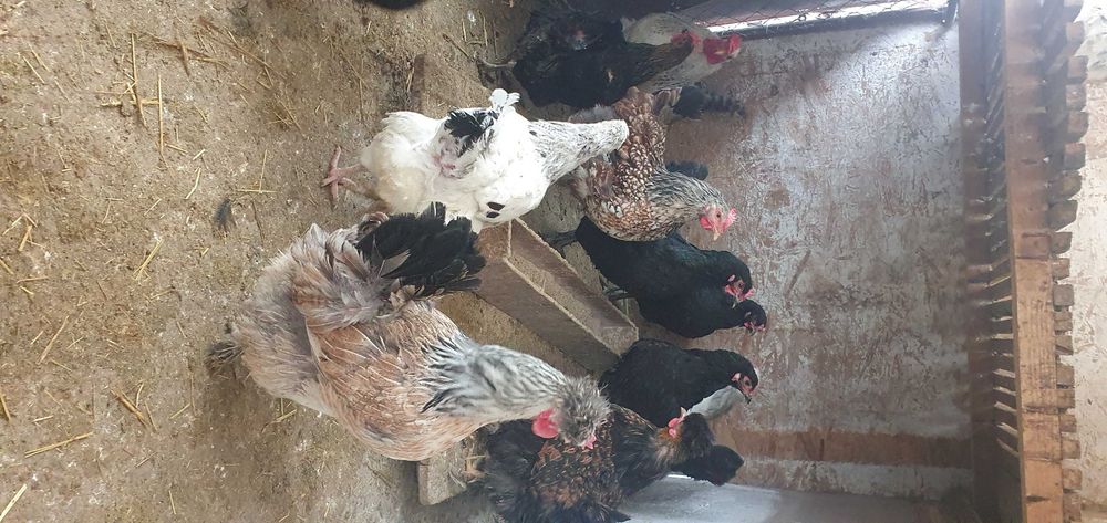 Ouă de găină pentru incubat