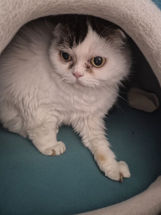 Приютите кошку заплачу