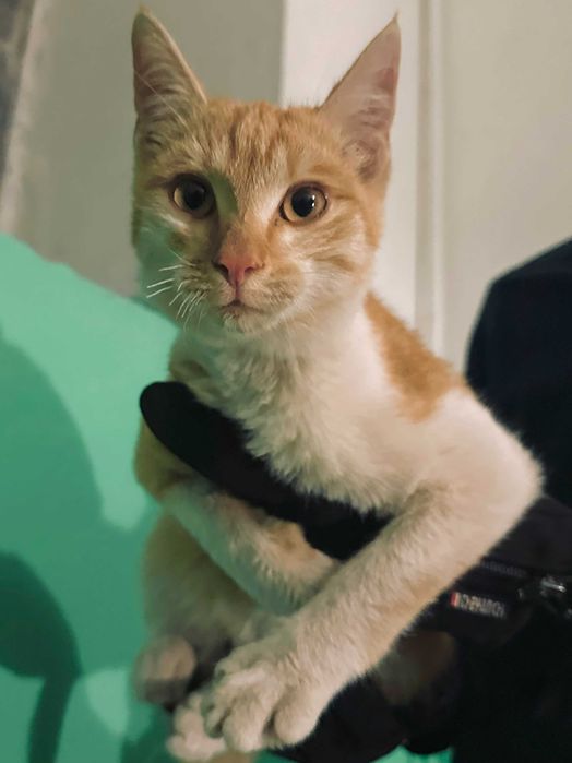 Рыженький котенок в добрую семью