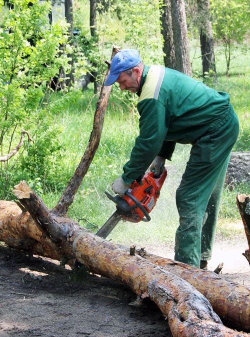 Дарахтни кесиш кайчилаш дарахтга шакл бериш хизматлари мавжуд