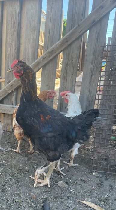 Продам молодых петухов