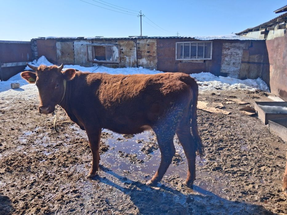 Продам тёлок 2-х лет