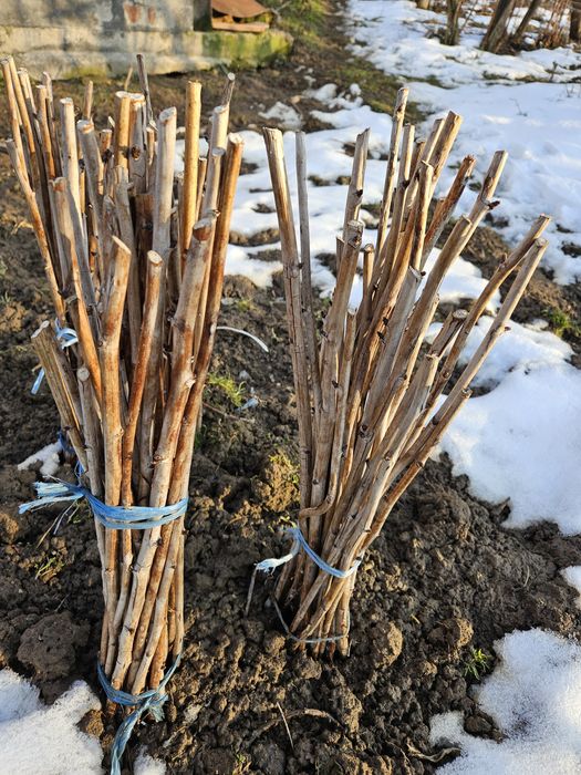 Butasi Zmeura Polana/Polka