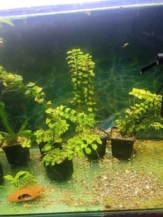 Аквариумные растения.