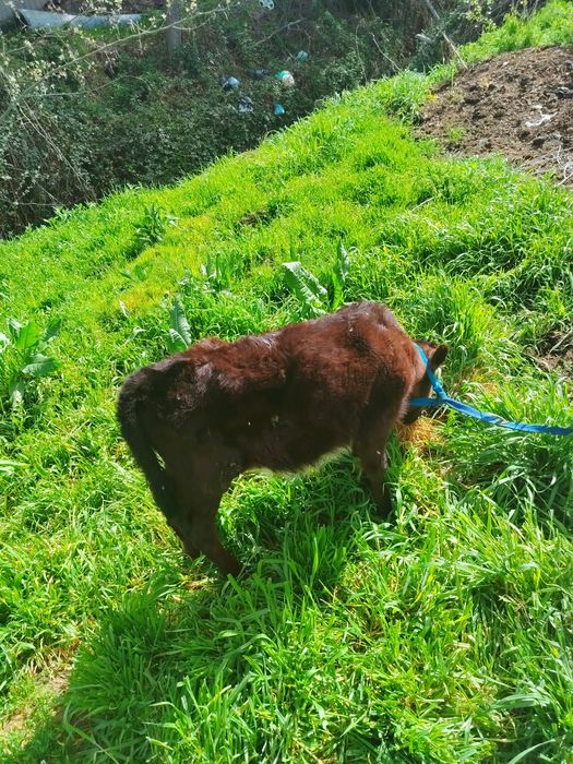 Mol SUT BERADI 10 LITIR BOLASI BUQACHAYahshi yidi yishidan momo yoq