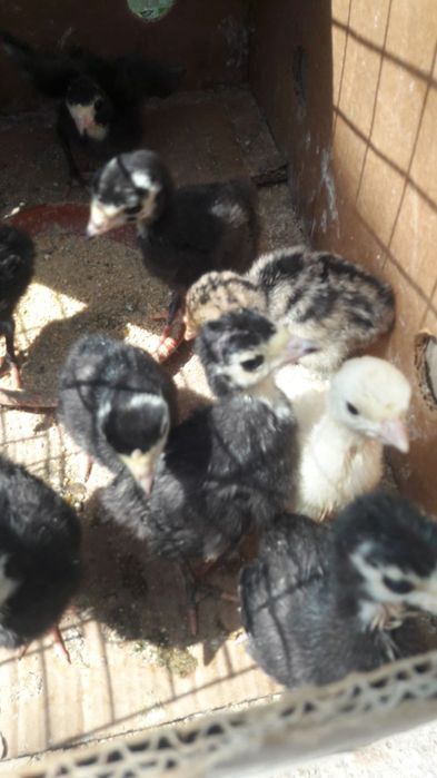 Kurka joʻja sotiladi optom narxlarda