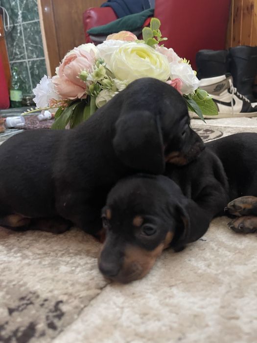 Catel Teckel rasă pură