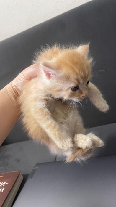 Отдаю котят в добрые руки