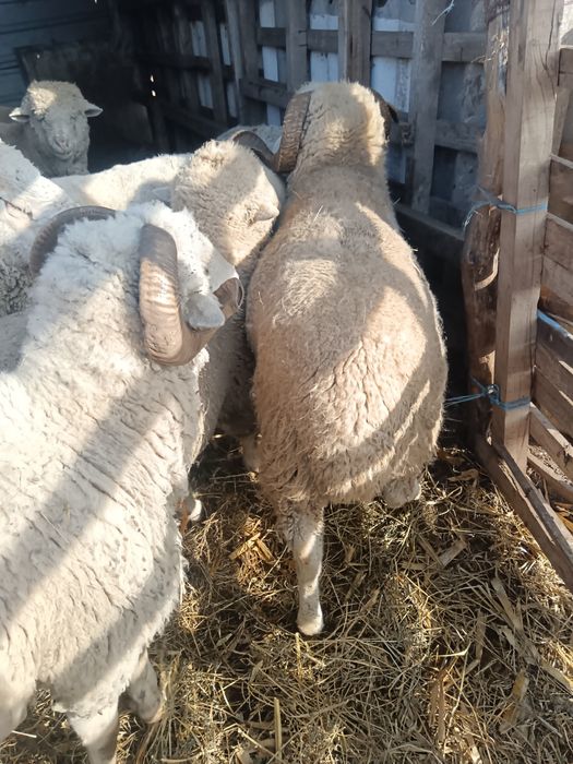 Vind 13 berbeci  de ținut sau de tăiat