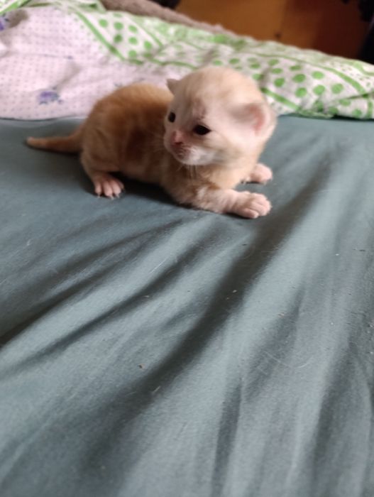 шотландские котята