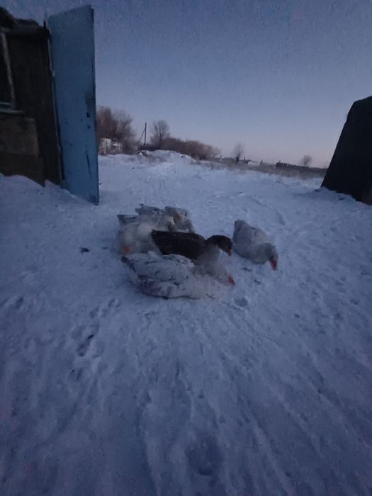 Продам гусей хороший домашний